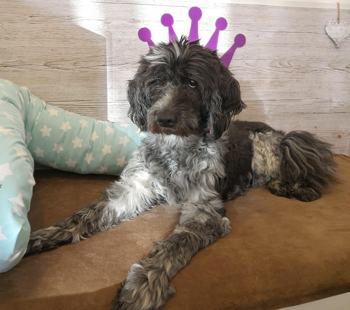 Tageshündin Bonita (23.12.2004-20.7.2019)